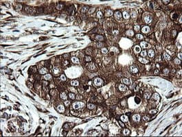 ARMC1 Antibody (clone OTI1D10)