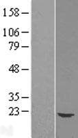 UBE2G1 Protein (Over-Expression Lysate Myc-DDK (Flag))