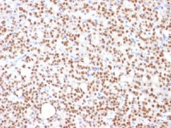Monoclonal Mouse anti-Human PAX8 Antibody (clone PAX8/1492, IHC, IF, WB)