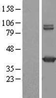 GMDS / GMD Protein (Over-Expression Lysate Myc-DDK (Flag))