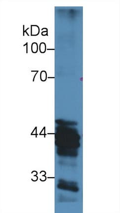 HAT1 Antibody (aa100-338)