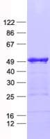 Human ZBP1 Protein (Recombinant His, N-Terminal)