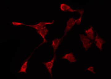 HSP90AA1 / Hsp90 Alpha A1 Antibody