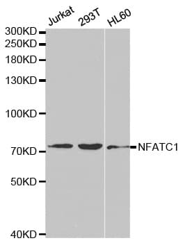 NFATC1 / NFAT2 Antibody