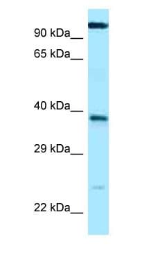 ANHX Antibody (aa232-281)