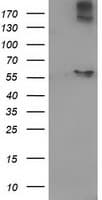 ACOT12 Antibody (clone OTI1A11)