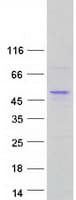 Human POU4F1 / BRN3A Protein (Recombinant Myc-DDK (Flag))