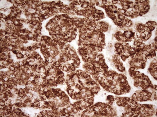 SFRP2 Antibody (aa25-295, clone OTI6C2)