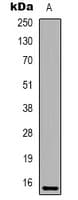 IFITM2 Antibody (Internal)