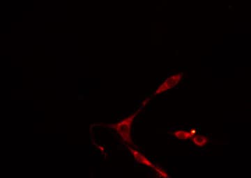 CA13 / Carbonic Anhydrase XIII Antibody