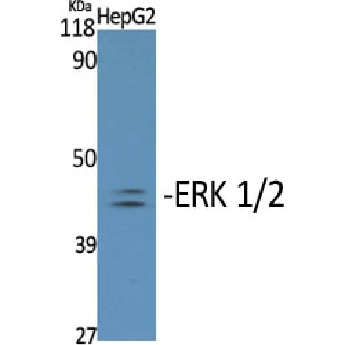 ERK1 + ERK2 Antibody (140-220 aa)