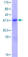 Human MOB1B / MOBKL1A Protein (Recombinant GST)