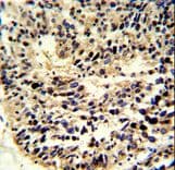 BCL2A1 Antibody (aa53-81)