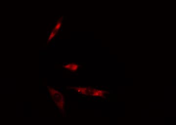 ATPAF2 Antibody