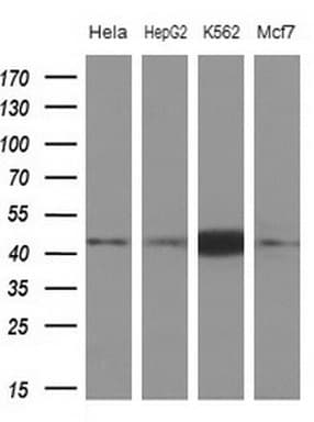 NUP43 Antibody (aa1-253, clone OTI7G8, Carrier-free)