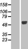 TBL2 Protein (Over-Expression Lysate Myc-DDK (Flag))