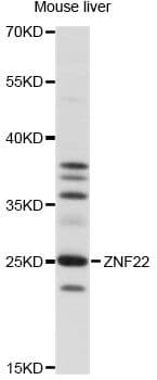 ZNF22 Antibody