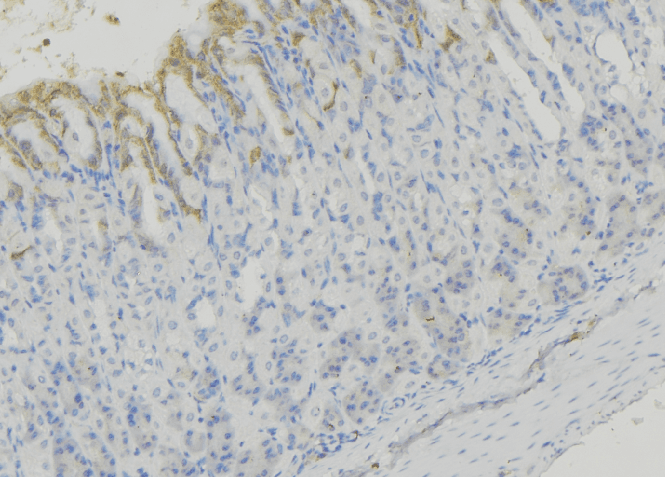HEXA Antibody