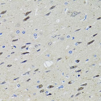 STAT1 Antibody