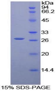 Human LILRA3 / CD85e Protein (Recombinant His-T7)