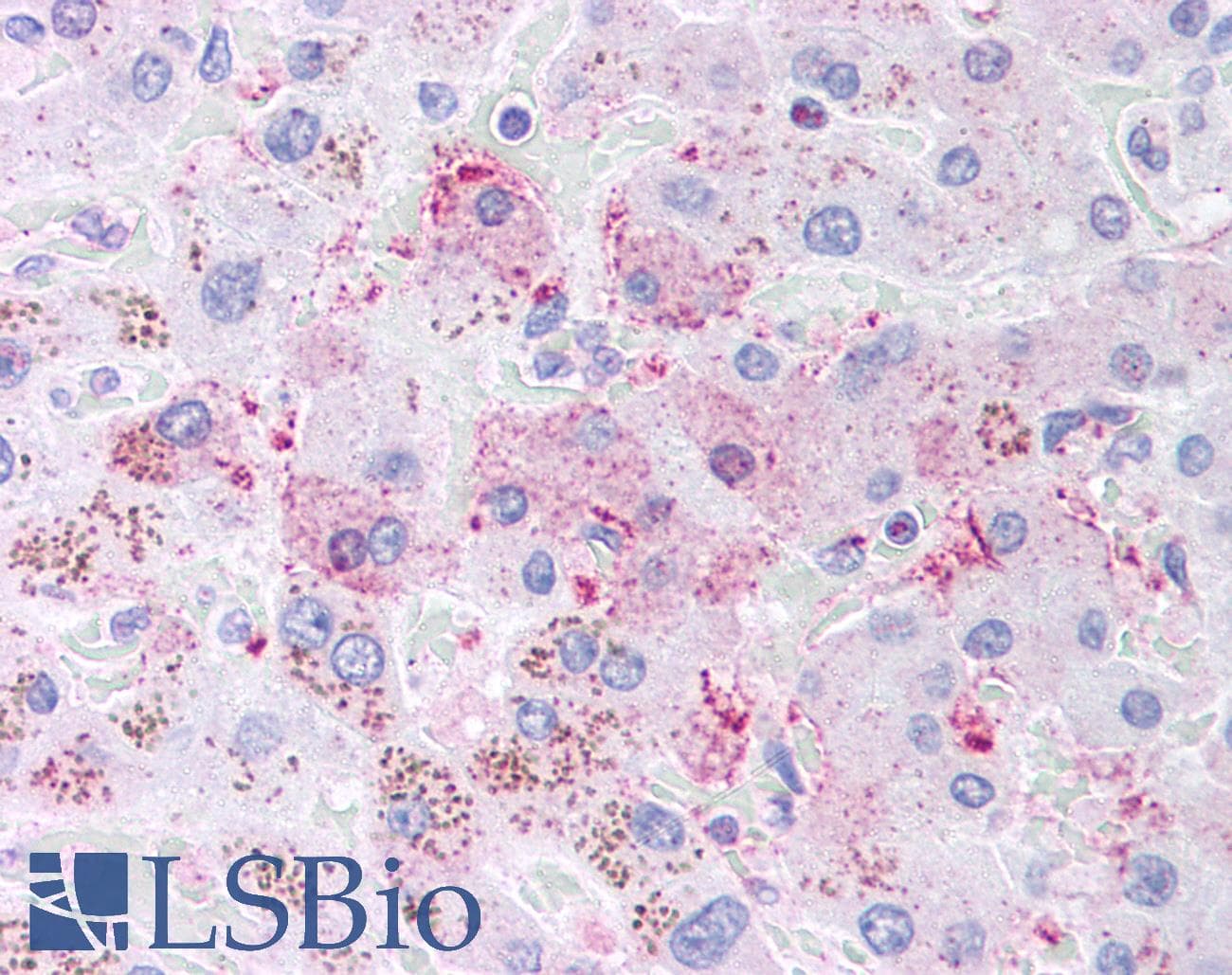 IHC-plus™ DIABLO / SMAC Antibody (aa1-55, clone 78-1-118)