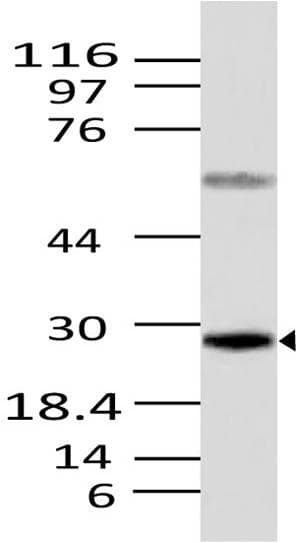 CASP12 / Caspase 12 Antibody (aa100-321)