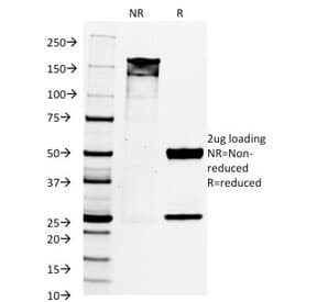 Monoclonal Mouse anti-Human PAX8 Antibody (clone PAX8/1492, IHC, IF, WB)