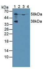 PCYOX1 Antibody (aa249-505, Biotin)