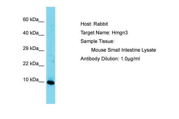 HMGN3 Antibody (aa41-90)