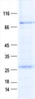 Human STAF50 / TRIM22 Protein (Recombinant GST, N-terminus + His, C-terminus)