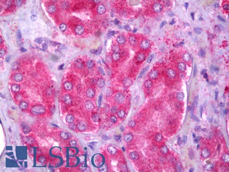 IHC-plus™ OXER1 Antibody