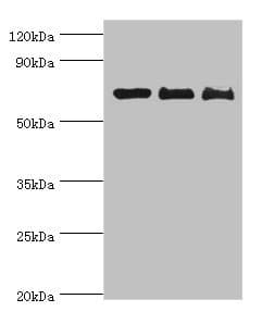 CD6 Antibody (aa424-668)