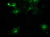 BECN1 / Beclin-1 Antibody (clone OTI4A10)
