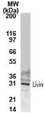 BIRC7 / Livin Antibody (aa199-217)