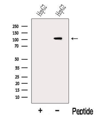 MARS Antibody