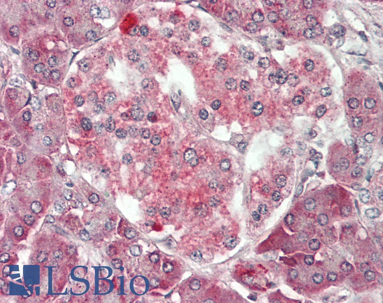 Polyclonal Rabbit anti-Human FUNDC2 Antibody (aa24-73, IHC, WB)