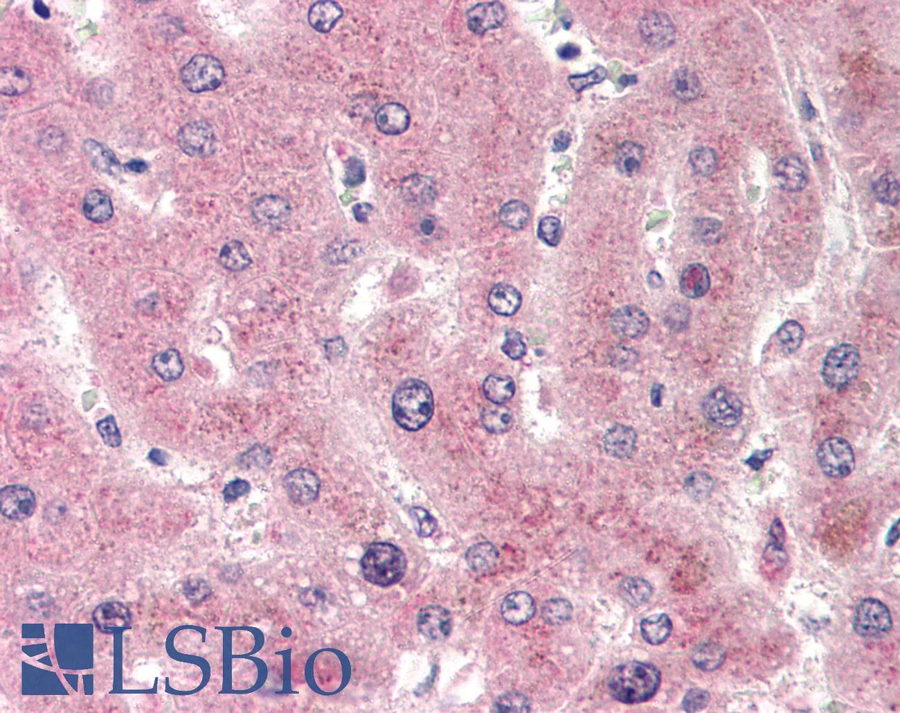 IHC-plus™ CYP2E1 Antibody (C-Terminus)