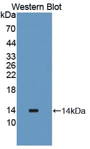 PLOD2 Antibody (aa644-737)