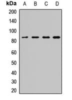 Polyclonal Rabbit anti-Human SEC23A / COP II Antibody (WB)