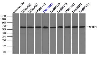 NRBP1 / NRBP Antibody (clone OTI6C11)