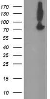 ZBED1 / TRAMP Antibody (clone OTI2H3)