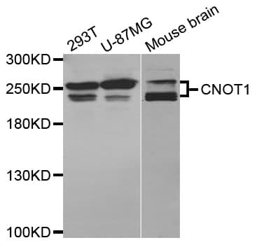 NOT1 / CNOT1 Antibody