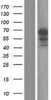 CPN2 Protein (Over-Expression Lysate Myc-DDK (Flag))
