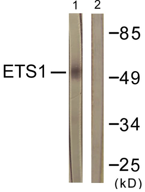 ETS1 / ETS-1 Antibody (aa11-60)
