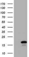 Cystatin SA / CST2 Antibody (clone OTI5E1, Carrier-free)
