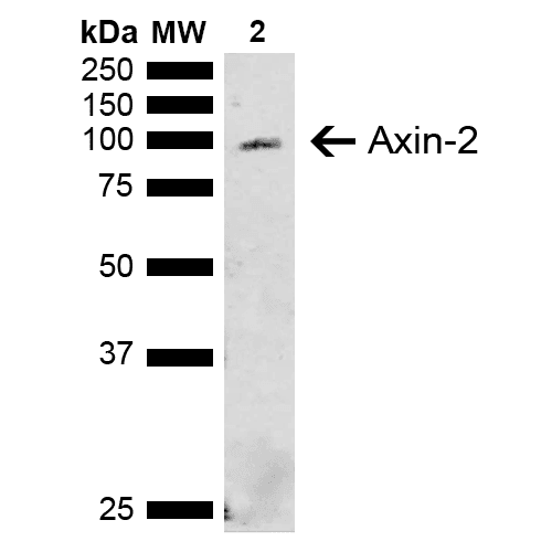 AXIN2 / Axin 2 Antibody (RPE)