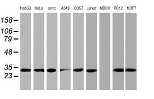 PSMA4 Antibody (clone OTI1H10)