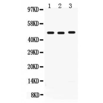 CD46 Antibody (aa366-392)
