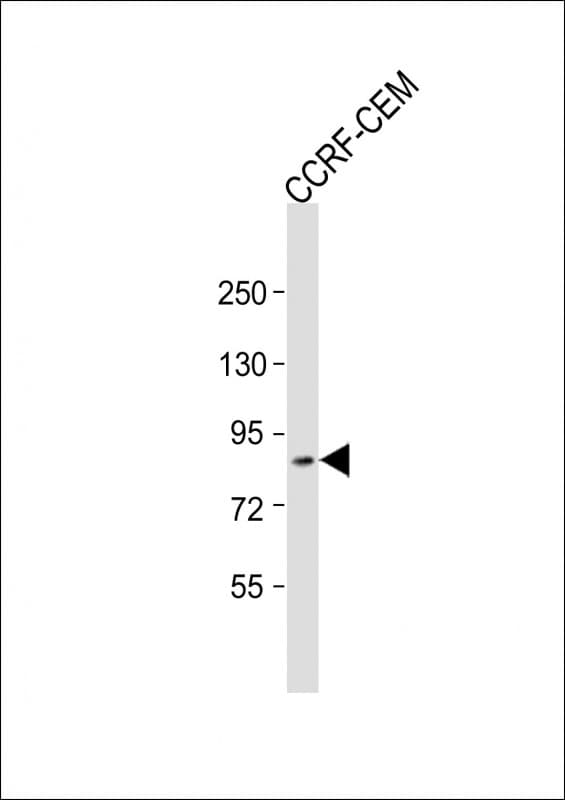 ZKSCAN5 Antibody (aa57-91)