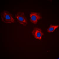 C-TAK1 / MARK3 Antibody (N-Terminus)